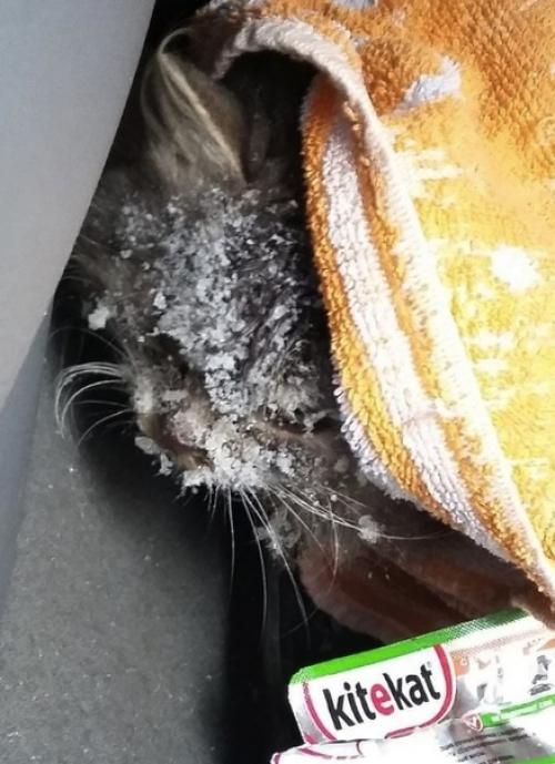 Мужчина просто проезжал мимо, и спас маленькую замерзавшую кошечку! 03