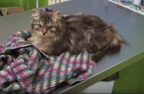 Мужчина просто проезжал мимо, и спас маленькую замерзавшую кошечку! 06