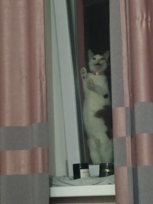 Это марси. Она же маси, марсюха, кошка, дубина, говновоз, бусинка и самая лучшая булочка, девочка, принцесса. 05 Это марси. Она же маси, марсюха, кошка, дубина, говновоз, бусинка и самая лучшая булочка, девочка, принцесса. 05