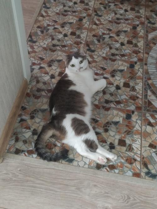 Это марси. Она же маси, марсюха, кошка, дубина, говновоз, бусинка и самая лучшая булочка, девочка, принцесса. 03 Это марси. Она же маси, марсюха, кошка, дубина, говновоз, бусинка и самая лучшая булочка, девочка, принцесса. 03