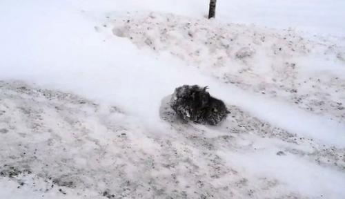 Мужчина просто проезжал мимо, и спас маленькую замерзавшую кошечку! 01