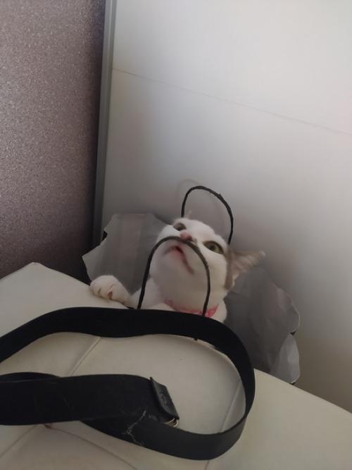 Это марси. Она же маси, марсюха, кошка, дубина, говновоз, бусинка и самая лучшая булочка, девочка, принцесса. 07 Это марси. Она же маси, марсюха, кошка, дубина, говновоз, бусинка и самая лучшая булочка, девочка, принцесса. 07