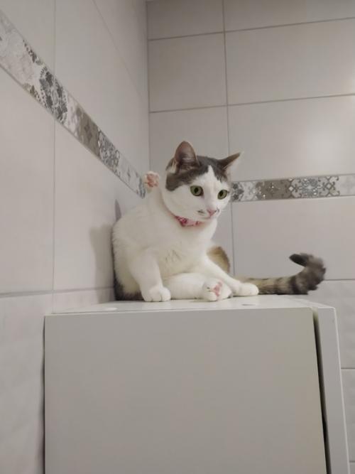 Это марси. Она же маси, марсюха, кошка, дубина, говновоз, бусинка и самая лучшая булочка, девочка, принцесса. 01 Это марси. Она же маси, марсюха, кошка, дубина, говновоз, бусинка и самая лучшая булочка, девочка, принцесса. 01