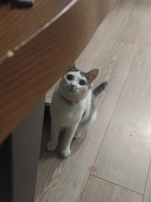 Это марси. Она же маси, марсюха, кошка, дубина, говновоз, бусинка и самая лучшая булочка, девочка, принцесса. 06 Это марси. Она же маси, марсюха, кошка, дубина, говновоз, бусинка и самая лучшая булочка, девочка, принцесса. 06