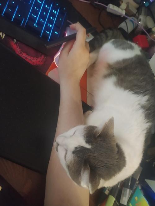 Это марси. Она же маси, марсюха, кошка, дубина, говновоз, бусинка и самая лучшая булочка, девочка, принцесса. 09 Это марси. Она же маси, марсюха, кошка, дубина, говновоз, бусинка и самая лучшая булочка, девочка, принцесса. 09