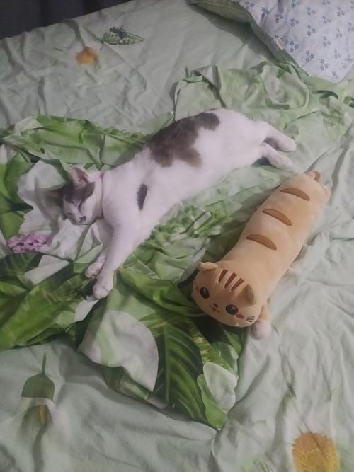 Это марси. Она же маси, марсюха, кошка, дубина, говновоз, бусинка и самая лучшая булочка, девочка, принцесса. 04 Это марси. Она же маси, марсюха, кошка, дубина, говновоз, бусинка и самая лучшая булочка, девочка, принцесса. 04