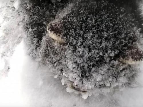 Мужчина просто проезжал мимо, и спас маленькую замерзавшую кошечку! 02