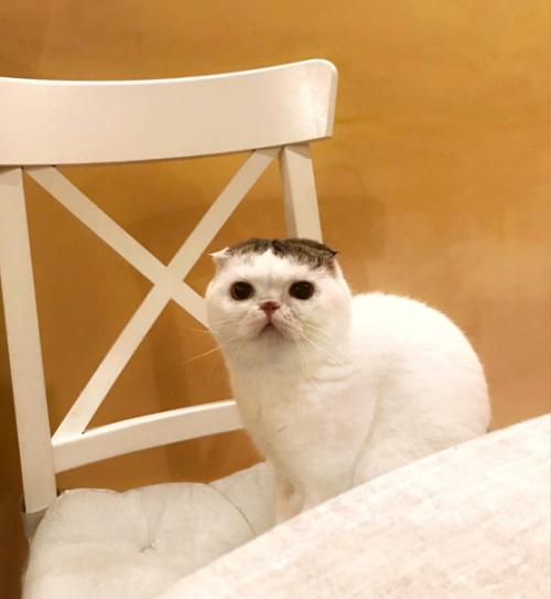 Знакомлю вас, читатель сего поста, с одним из наших любимцев - буклей, - который за свою недолгую жизнь успел справиться со многими трудностями. 07