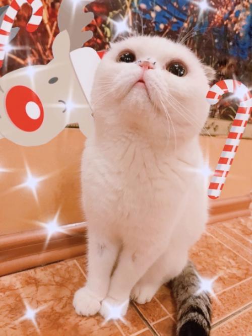 Знакомлю вас, читатель сего поста, с одним из наших любимцев - буклей, - который за свою недолгую жизнь успел справиться со многими трудностями. 02