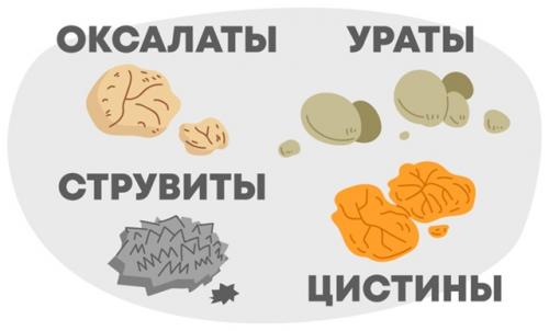 Мочекаменная болезнь у домашних котов и кошек. Мочекаменная болезнь у домашних котов и кошек.
