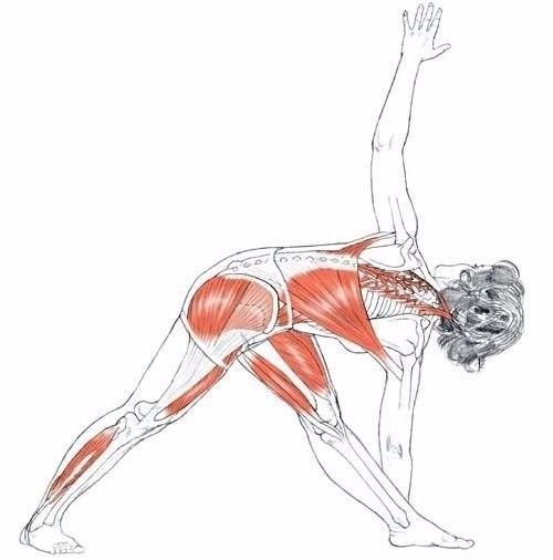 Растяжка!  Обратите внимание на то, какие мышцы задействованы, и выполняйте правильно? 03