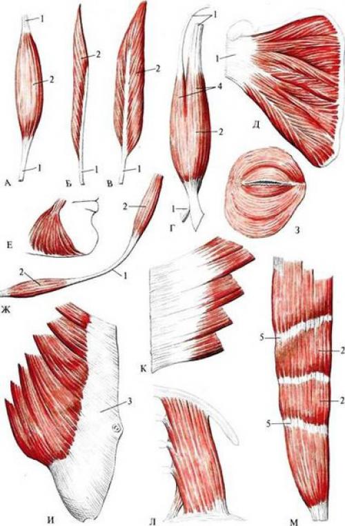 Cуммарные рекомендации для мышечного роста от Paul La Bounty и Jose Antonio. 01