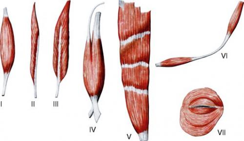 Cуммарные рекомендации для мышечного роста от Paul La Bounty и Jose Antonio. 02