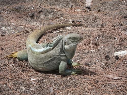 Килеватая циклура. Среди пятидесяти тысяч кольцехвостых игуан, обитающих на островах карибского моря, килеватые циклуры (лат. 04 Килеватая циклура. Среди пятидесяти тысяч кольцехвостых игуан, обитающих на островах карибского моря, килеватые циклуры (лат. 04