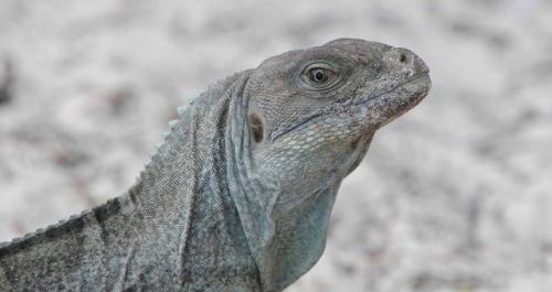 Килеватая циклура. Среди пятидесяти тысяч кольцехвостых игуан, обитающих на островах карибского моря, килеватые циклуры (лат. 02 Килеватая циклура. Среди пятидесяти тысяч кольцехвостых игуан, обитающих на островах карибского моря, килеватые циклуры (лат. 02