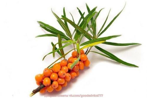 Самые полезные травы для оздоровления. 04 Самые полезные травы для оздоровления. 04