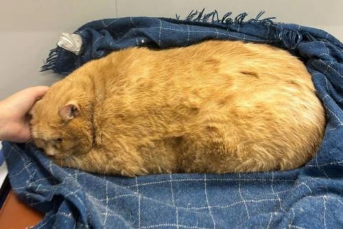 Откормленному 17-килограммовому коту разработали особый план похудения - пушистый разжирел до того, что не может встать на лапы. 01