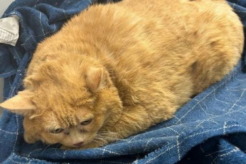 Откормленному 17-килограммовому коту разработали особый план похудения - пушистый разжирел до того, что не может встать на лапы. 02