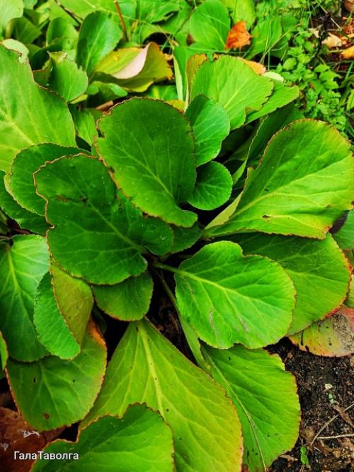 Когда-то мне подарили кустик бадана. 02 Когда-то мне подарили кустик бадана. 02