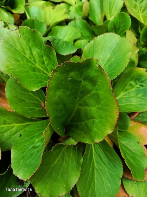 Когда-то мне подарили кустик бадана. 04 Когда-то мне подарили кустик бадана. 04