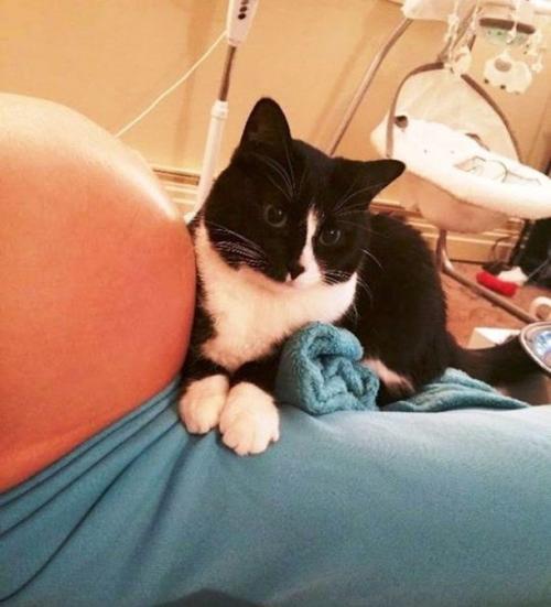 Знакомьтесь, это кошка по кличке панда, и ей 2, 5 года. 01