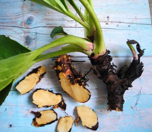 Когда-то мне подарили кустик бадана. 03 Когда-то мне подарили кустик бадана. 03