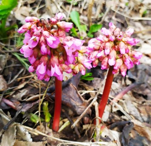 Когда-то мне подарили кустик бадана. 05 Когда-то мне подарили кустик бадана. 05