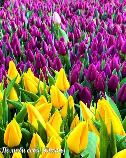 С праздником, милые девушки! 06