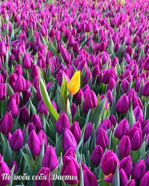 С праздником, милые девушки! 05