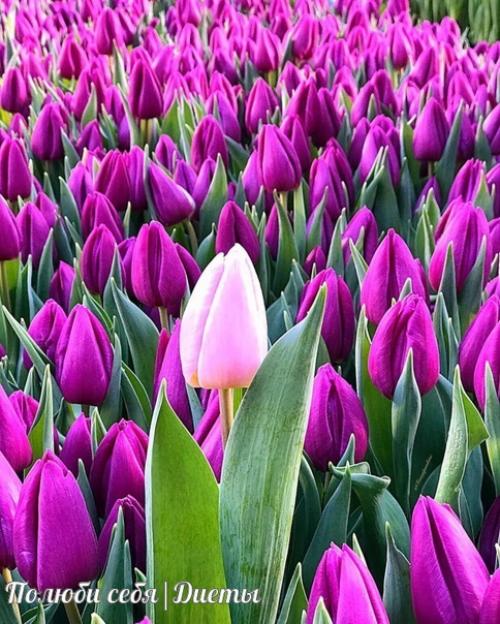 С праздником, милые девушки! 03