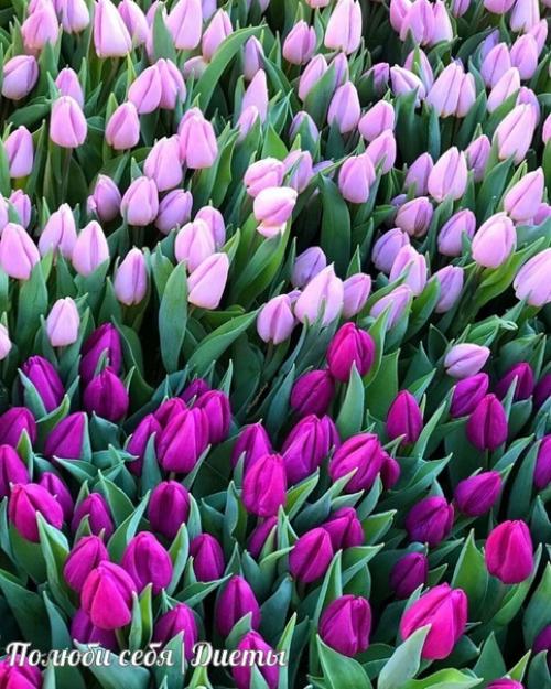 С праздником, милые девушки! 04