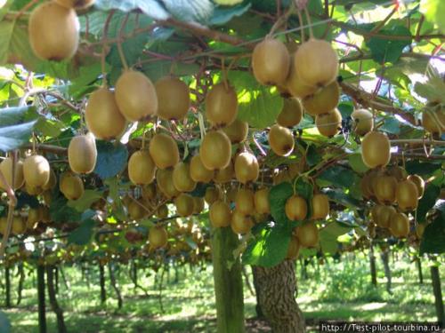 Киви содержит большое количество витаминов. 02