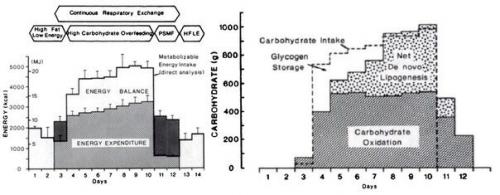 Углеводы редко перерабатываются в жир и хранятся таким образом. 01 Углеводы редко перерабатываются в жир и хранятся таким образом. 01