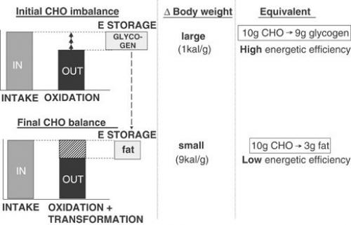Углеводы редко перерабатываются в жир и хранятся таким образом. 02 Углеводы редко перерабатываются в жир и хранятся таким образом. 02