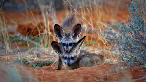 Большеухая лиса (Tocyon Megalotis). 07 Большеухая лиса (Tocyon Megalotis). 07