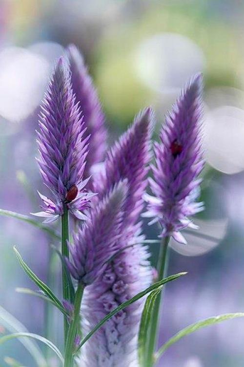 Да всем чего-то не хватает …. 03