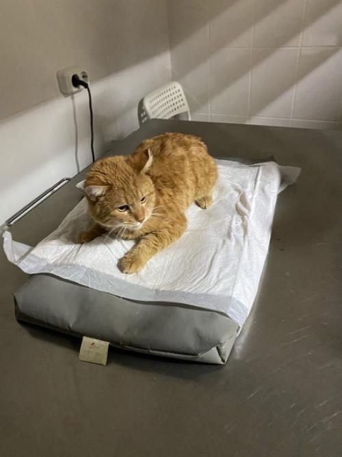 Котя. Новости. Как нам было рекомендовано, мы записались и приехали на узи. 01 Котя. Новости. Как нам было рекомендовано, мы записались и приехали на узи. 01