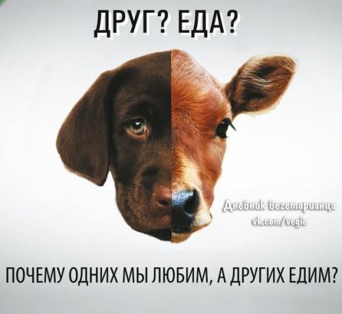 Лео бабаута: хватит мучить животных! 04