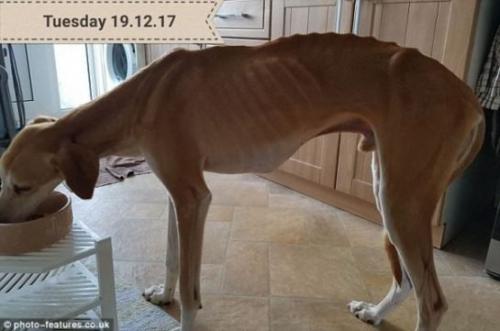 Живой скелетик не мог подняться из канавы …. 01 Живой скелетик не мог подняться из канавы …. 01