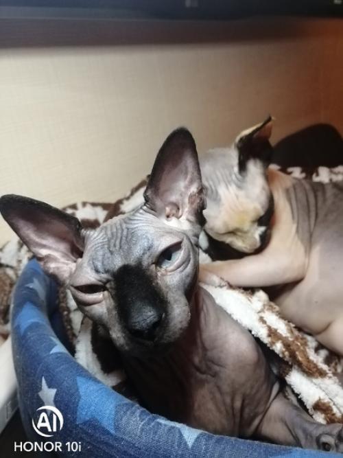 Вот не знаю, что писать, ну кому может быть интересна жизнь сорокалетней разведенной женщины с кошками? 01