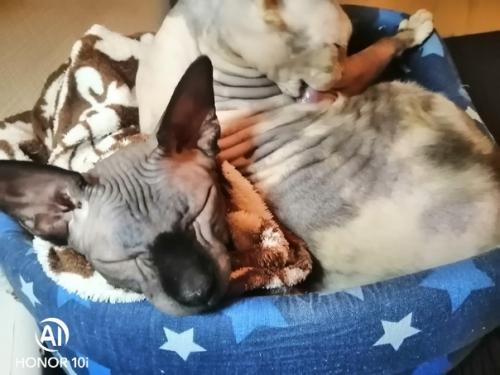 Вот не знаю, что писать, ну кому может быть интересна жизнь сорокалетней разведенной женщины с кошками? 02