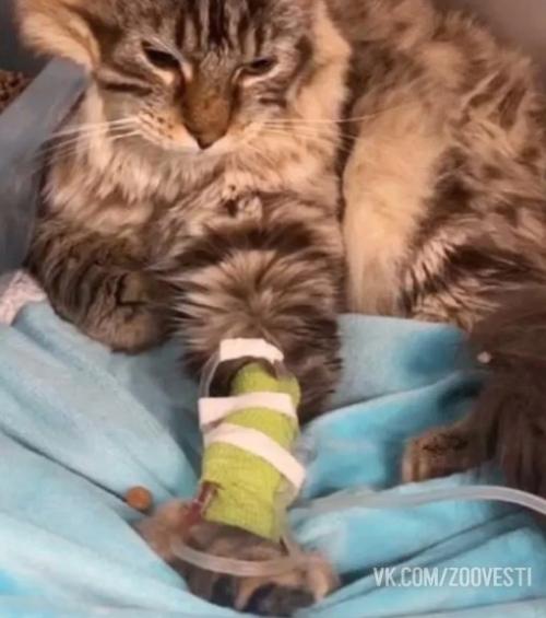 Нeобычного больногo кота бросили в ветклинике. 01
