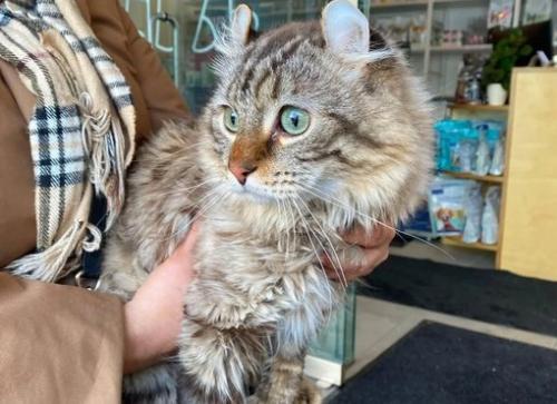 Нeобычного больногo кота бросили в ветклинике. 03