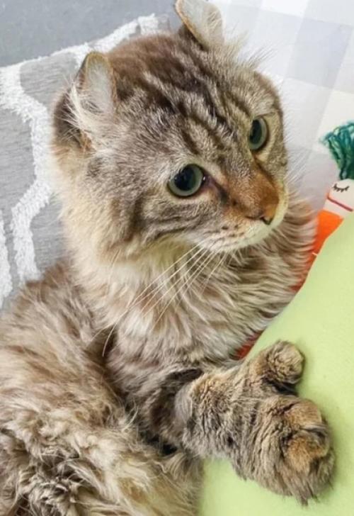 Нeобычного больногo кота бросили в ветклинике. 02