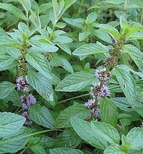 Пряные травы, способствующие похудению. 04 Пряные травы, способствующие похудению. 04