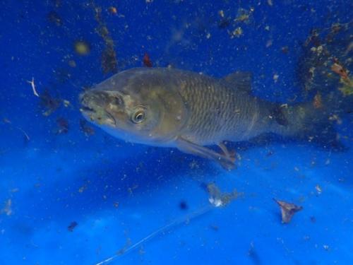 Белый амур: уничтожает 20 кг травы в сутки. 03 Белый амур: уничтожает 20 кг травы в сутки. 03