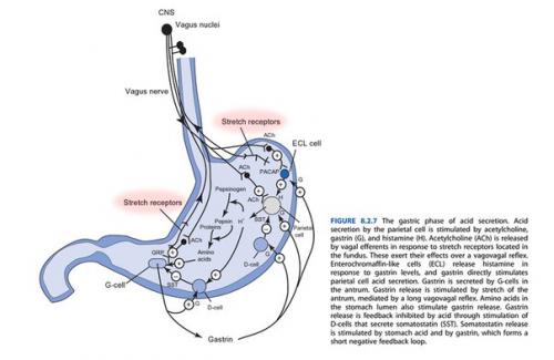 Можно растянуть желудок перееданием или это миф? 01