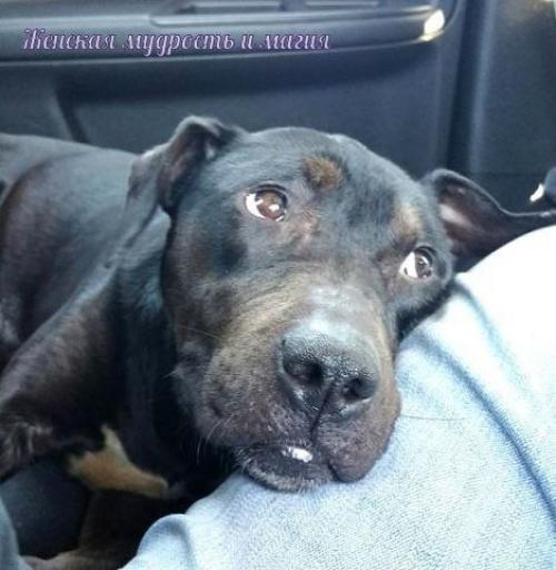 Как два байкера спасли собаку из заключения. 09 Как два байкера спасли собаку из заключения. 09