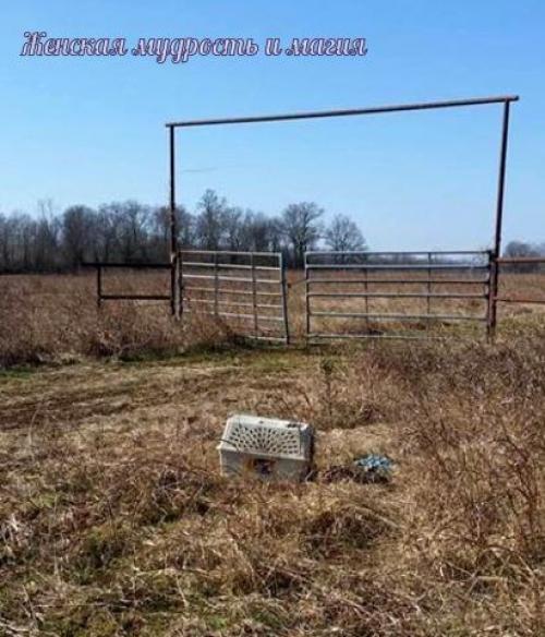 Как два байкера спасли собаку из заключения. 01 Как два байкера спасли собаку из заключения. 01