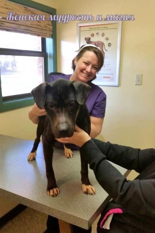 Как два байкера спасли собаку из заключения. 07 Как два байкера спасли собаку из заключения. 07